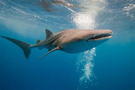 Tiburón ballena - Características, hábitat y curiosidades (con fotos)