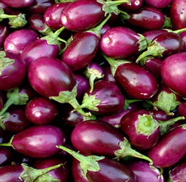 All you wanted to know about Bt brinjal - Rediff.com Business