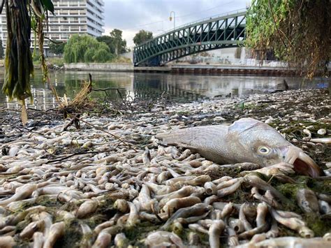 Fish are piling up useless around Lake Merritt | Kumari News