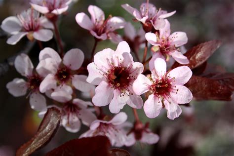 Pink Blossoms on Thundercloud Plum Tree Picture | Free Photograph ...