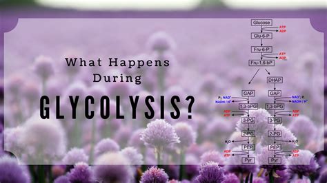 Glycolysis Products