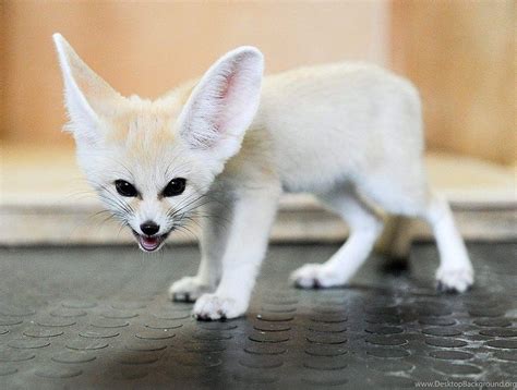 White Fennec Fox Baby