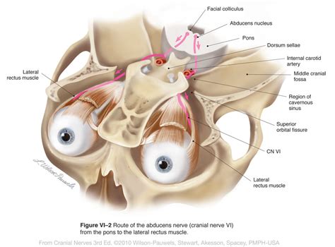 Cranial Nerves 3rd Edition: Abducens VI