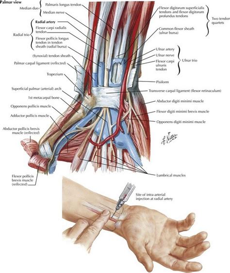 Arterial Line Anatomy | Basicmedical Key