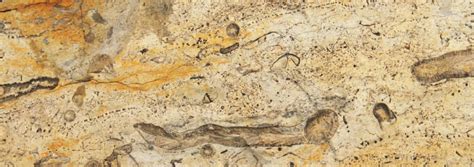 Ancient Fossil Looks Like Today's Acorn Worms | The Institute for ...