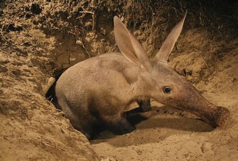 30 Fun And Weird Facts About Aardvarks - Tons Of Facts