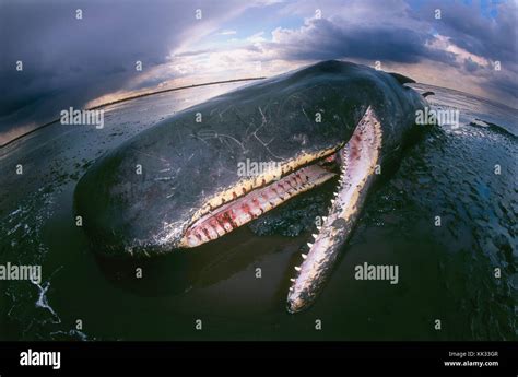 Sperm whale - Physeter macrocephalus - stranded on a sand bar in stormy ...