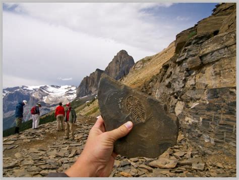 MARINE FOSSILS FOUND ON THE HIGHEST MOUNTAIN TOPS – Evolution is a Myth