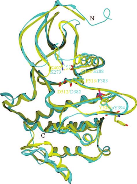 Structure of Syk overlaid with Lck kinase (Protein Data Bank code ...