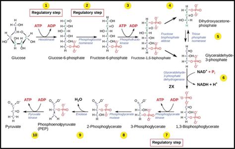 Enzymes Involved In Glycolysis Pathway at Frank Forrest blog