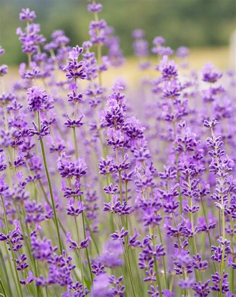 23 Top Lavender Varieties for Filling Your Garden with Color and ...