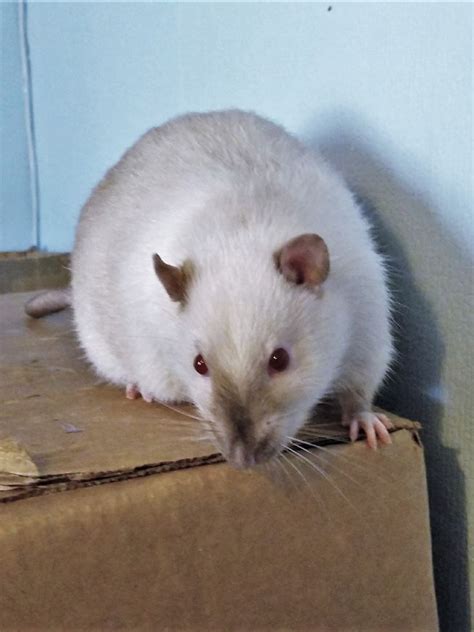 beautiful siamese rat milo | Cute rats, Rats, Pet rats