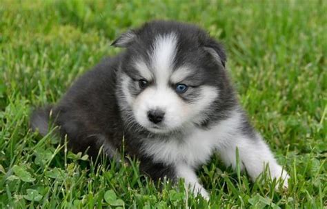 Petland Overland Park has Huskimo puppies for sale! Check out all our ...