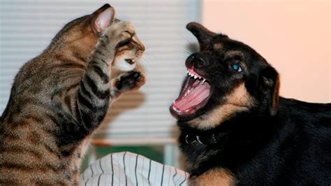 Funny Cats And Dogs Part 7 - Funny Cats vs Dogs - Funny Animals ...