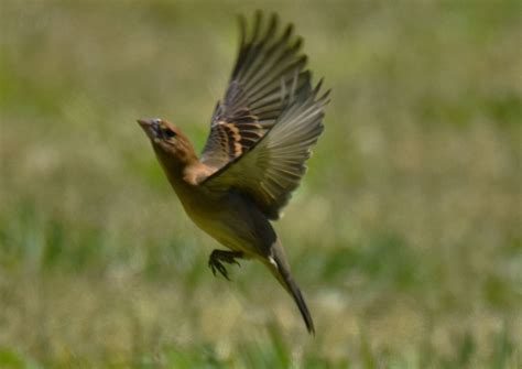 Female Blue Grosbeak | Great Bird Pics