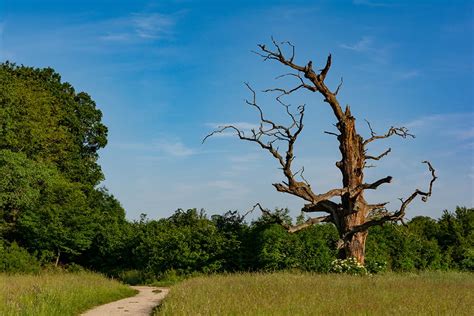 How to Save a Dying Oak Tree [7 Tips to Revive Your Tree] | Pepper's ...