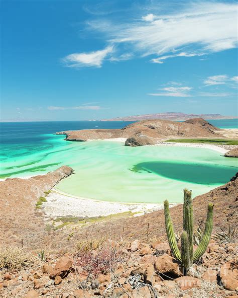 Cactus above Balandra beach near La Paz, Baja California, Mexico ...