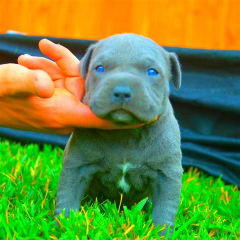 Do Pitbull Puppies With Blue Eyes Really Exist? - FPMKennels