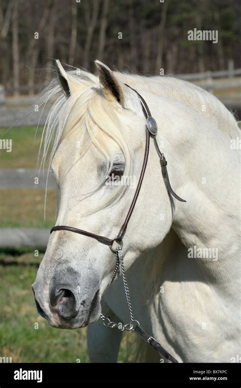 White horse head shot with long flowing forelock hair, Arabian stallion ...