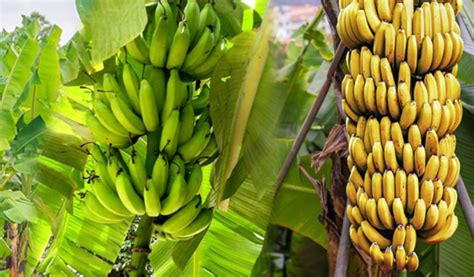 Cara Budidaya Pisang Cavendish, Tingkatkan Kualitas Grade Buah