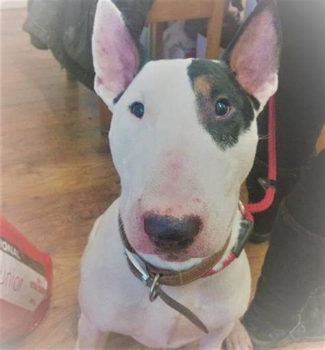 Bullseye - 4 year old male English Bull Terrier available for adoption