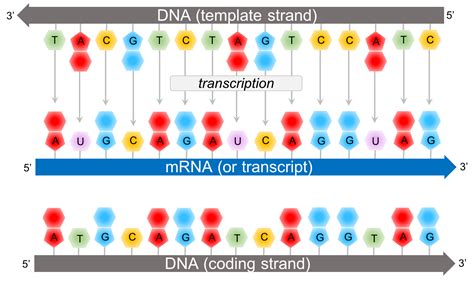 Mrna Template Strand