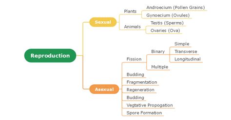 Understanding A Concept Map With Examples Edrawmind | Porn Sex Picture