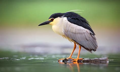 Night Heron - A-Z Animals