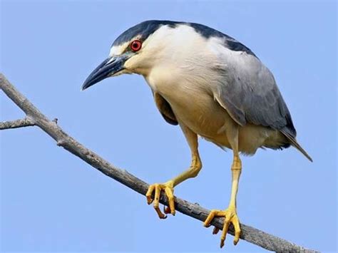 Black-crowned Night Heron (Nycticorax nycticorax)