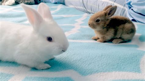 Baby Bunny Playdate: The Life and Death of Rabbits | Doovi