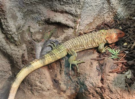 Caiman lizard - ZooChat