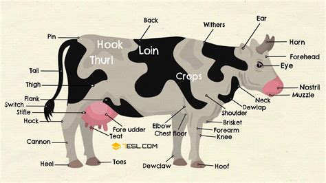 [DIAGRAM] Diagram Of A Well Labelled Cow - MYDIAGRAM.ONLINE