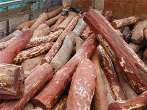 Red sandalwood: AP govt earned Rs 1,000 crore, lost Rs 40,000 crore ...