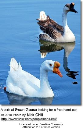 Swan Goose (Anser cygnoides) Information | Earth Life