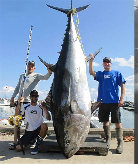 Giant Bluefin Tuna Rule the Northeast | PELAGIC