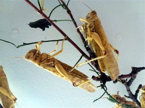 Which Countries Are Most Vulnerable to Locust Swarms? - Resource Watch Blog