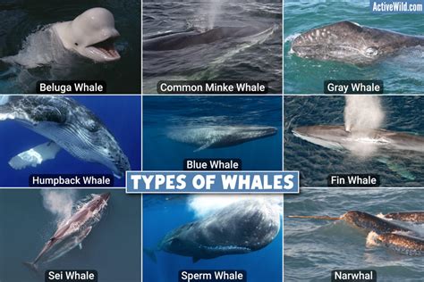 Types Of Whales: Pictures & Facts On Every Living Whale Species