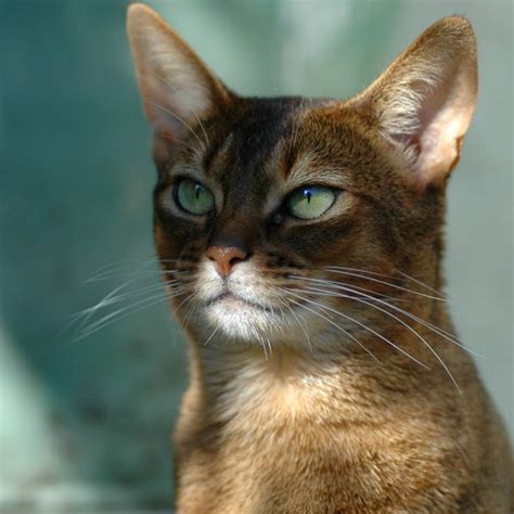 Abyssinian Cat Colors | Top Cat Directory