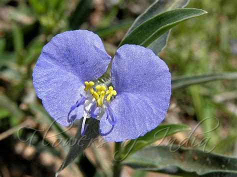 Commelina ensifolia - Scurvy Grass