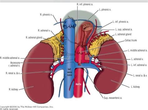 Adrenal Gland Limb Anatomy