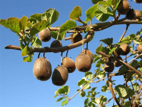 Free kiwi tree 2 Stock Photo - FreeImages.com