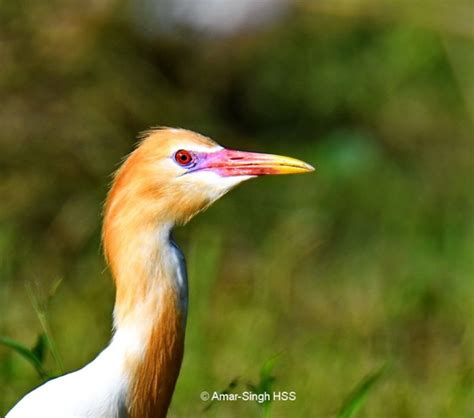 Cattle Egret – breeding plumage - Bird Ecology Study Group