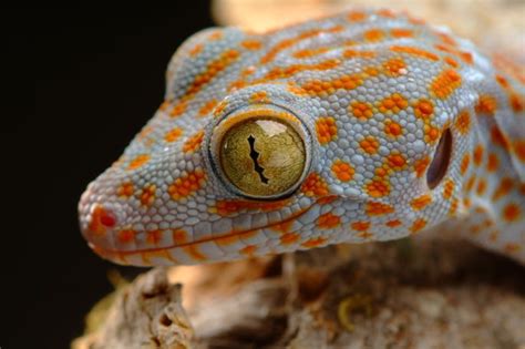 Picture of a Close up Tokay Gecko - Lizard Types