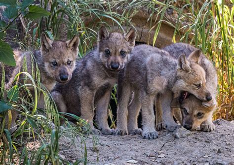 Wolf Pups Emerge From Den at Oakland Zoo to Begin Goodwill Mission | KQED