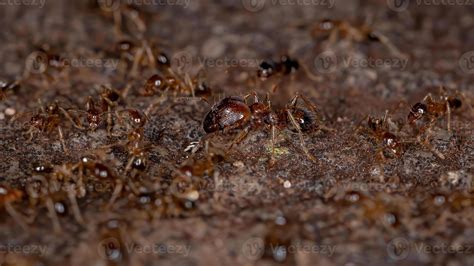 Big Headed Ants 3779636 Stock Photo at Vecteezy