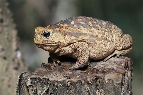 Largest Cane Toad