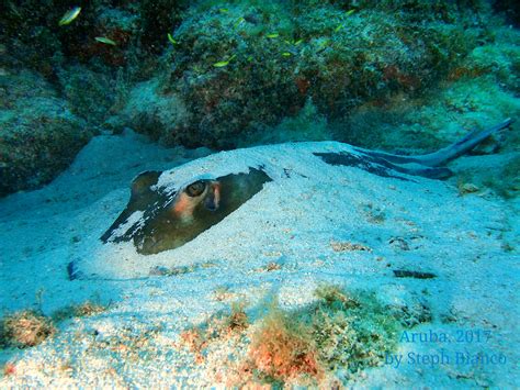 West coast - Pure Diving Aruba