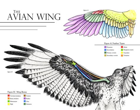 Avian Wing Anatomy in 2023 | Wings drawing, Wing anatomy, Bird wings