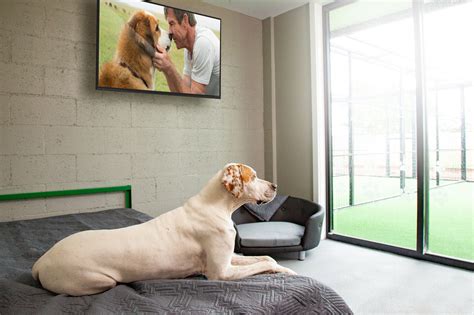 Melbourne's Newest Premium Dog Kennel Facility l Green Meadows Pet ...