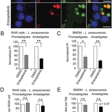 A SFK-Abl/Arg-SYK signaling pathway facilitates Leishmania uptake. (A ...